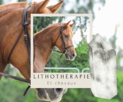 La lithothérapie pour chevaux